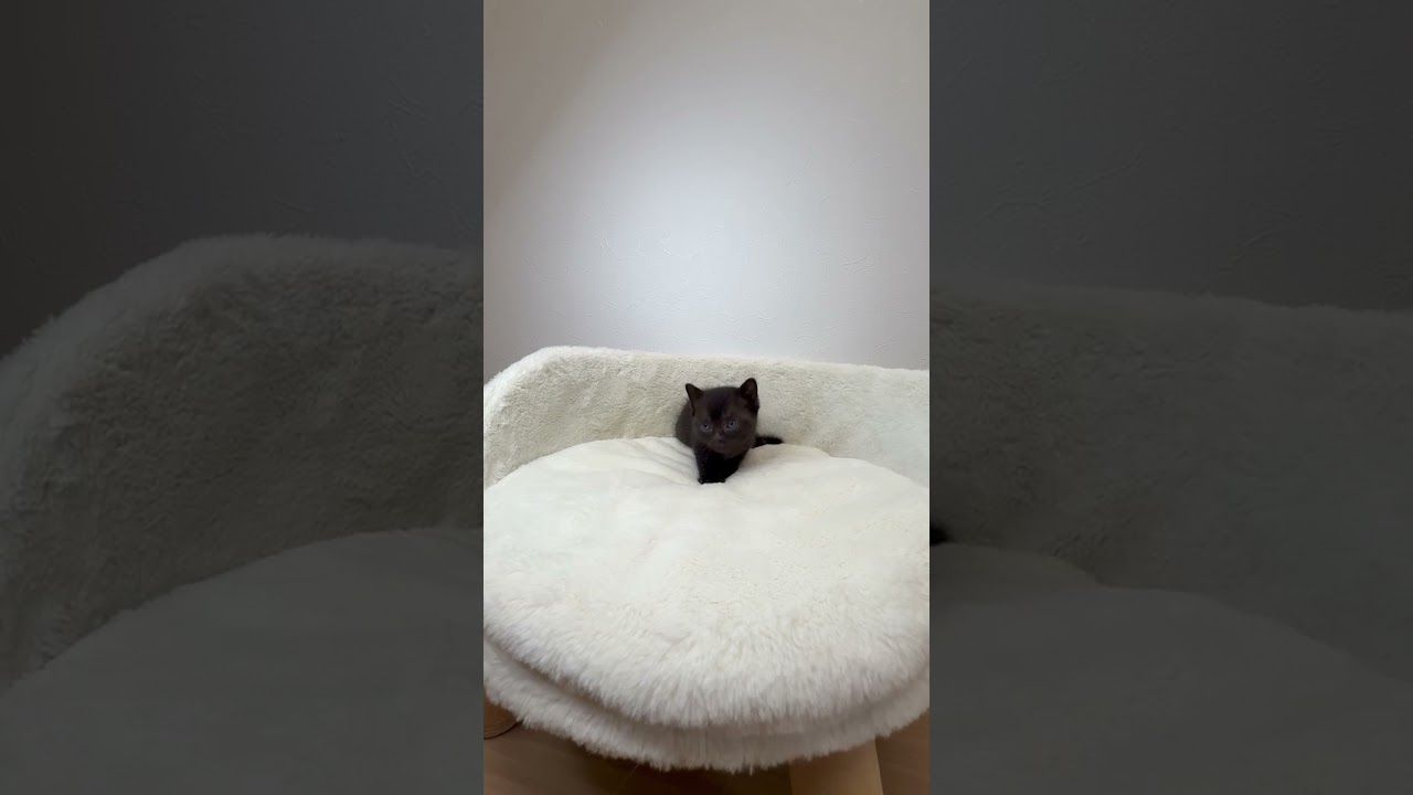 ボンベイ ブラックカラーの男の子😎✨