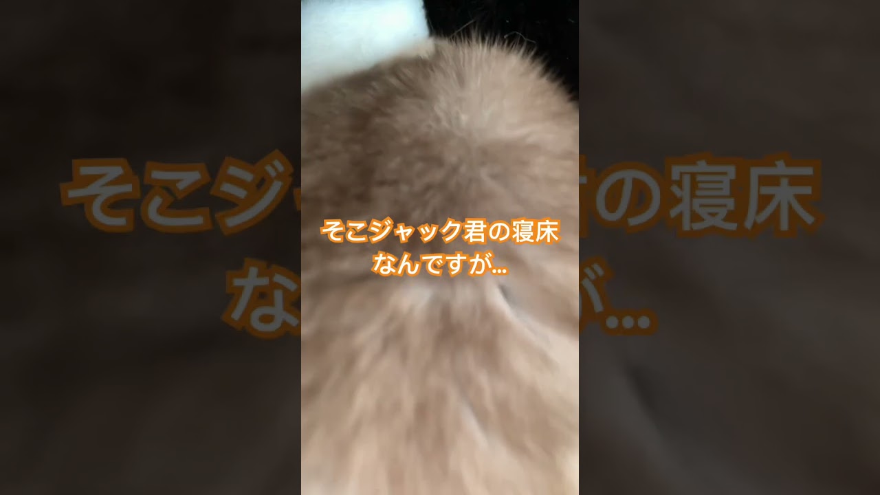 どうしてこうなった😂 #猫動画 #かわいい #シャム猫 #ハチワレ #siamese #おもしろ