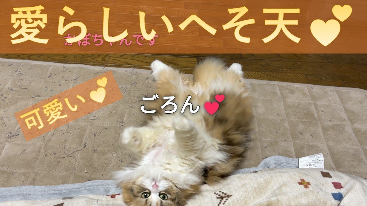甘えん坊の長女猫「かぼちゃん」のへそ天は愛らしい(笑)