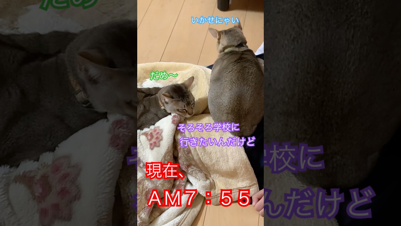 ねぇねを学校に行かせたくないふたり　#シンガプーラ  #猫のいるくらし