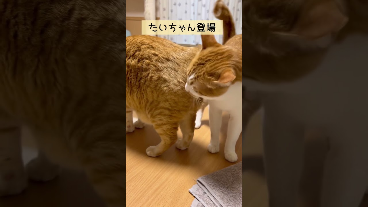 【ボブテイル猫】うちの猫を後ろから激写#茶トラ男子なつ #shorts #cat