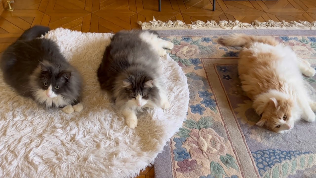 【のんびり♪】クネクネしたり、ボールで遊んだり、今日も自由気ままなもふ猫たち♡ノルウェージャンフォレストキャットとターキッシュアンゴラ