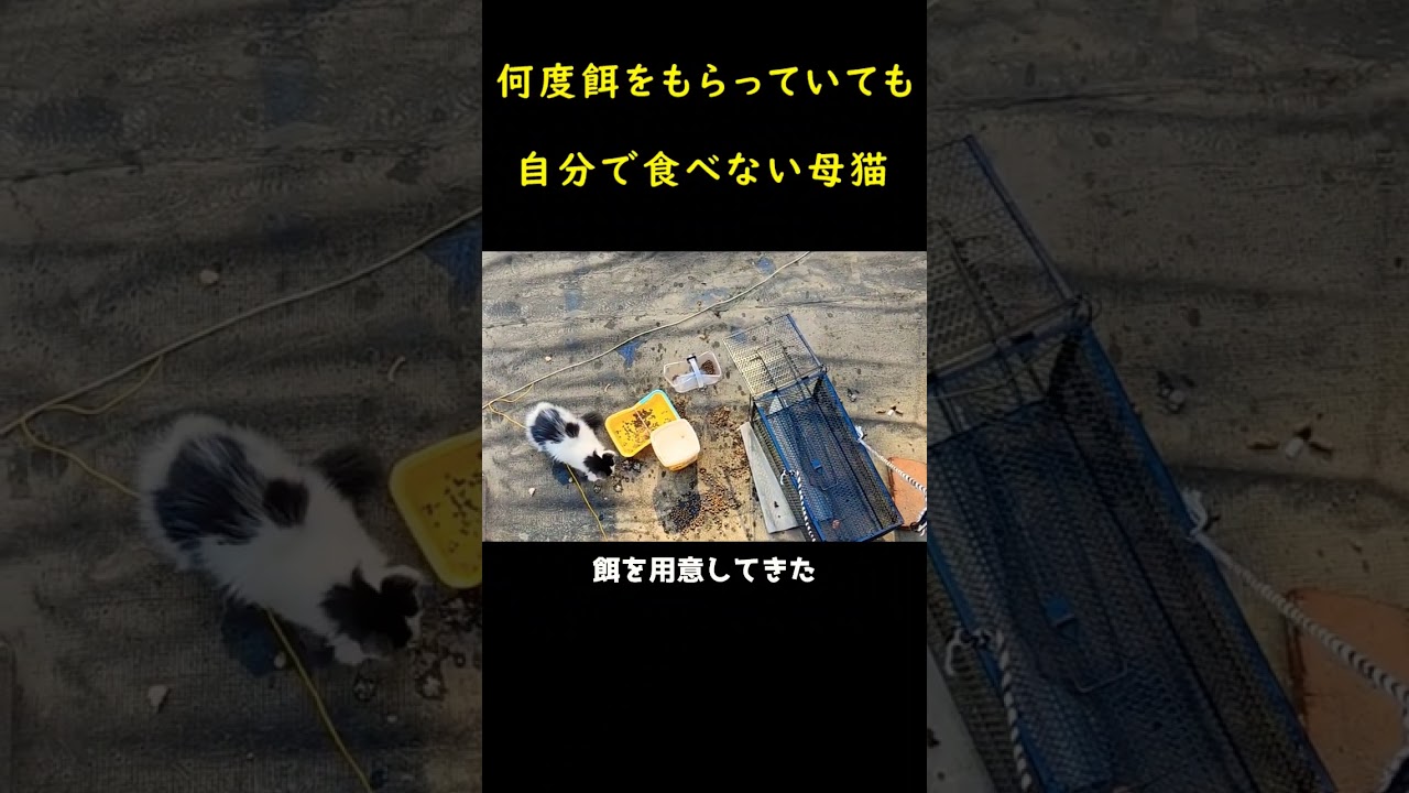 食べ物を拒んだ母猫！