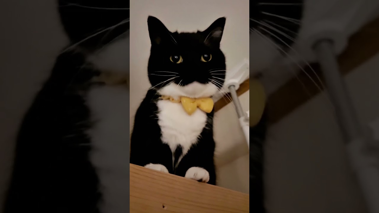 本日のうに Today's Uni #shorts #cat #uni #maxwell #猫 #うに