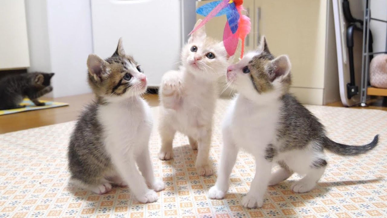 子猫が一つの猫じゃらしを仲良く取り合う。【赤ちゃん猫　保護猫】