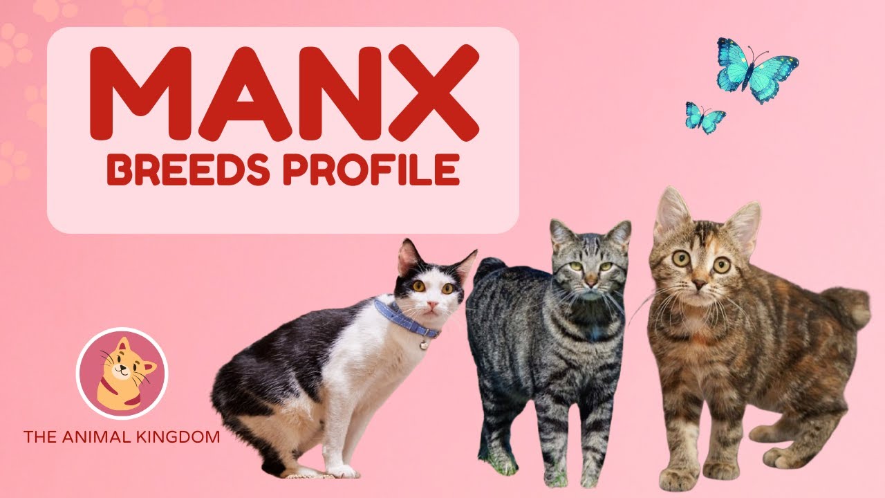 Manx Cat Breed Profile History - Price - Traits - Grooming Needs - Lifespan