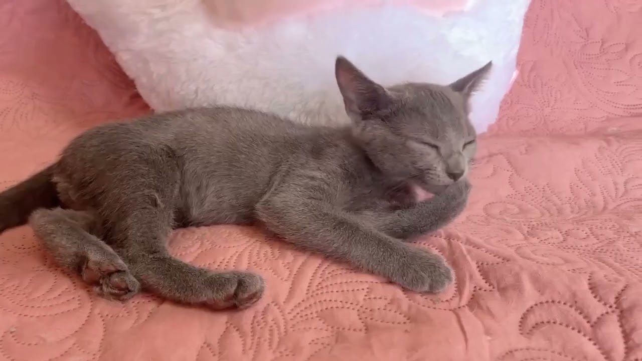 ロシアンブルー 【生後8ヶ月迄★生命保証付き】ブルーカラーの男の子✨【お土産付き🎁】