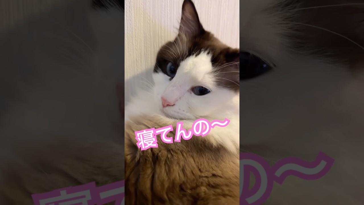 【猫動画】あれなんなん？#shorts #猫 #cat #ラグドール