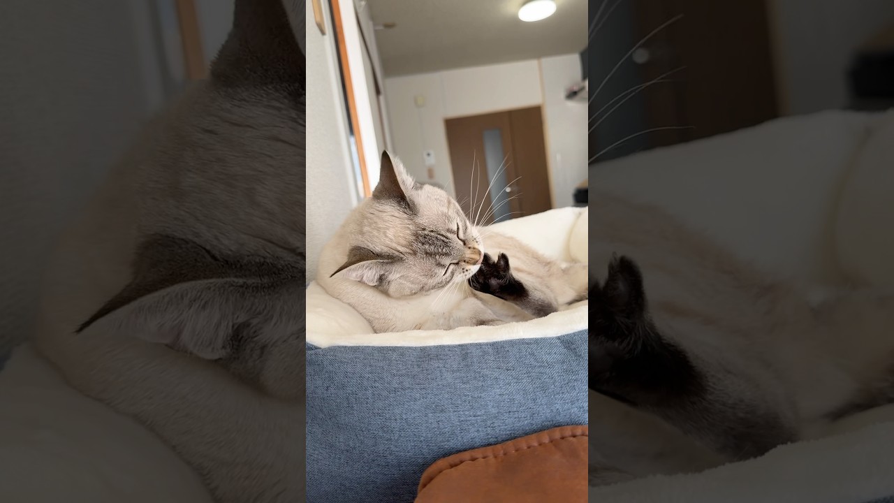 ペロペロがとまりませんっ！　#シャムトラ #元保護猫 #シャムミックス  #cat #猫耳 #kitten  #猫耳 #siamesemix