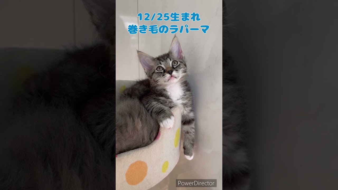 ラパーマちゃん男の子🐈🐾御家族募集中💕 【お問合せ詳細は説明欄に記載あります】 #ラパーマ #猫 #マンチカン #ミヌエット #子猫 #猫のいる暮らし #ブリーダー直販 #子猫販売