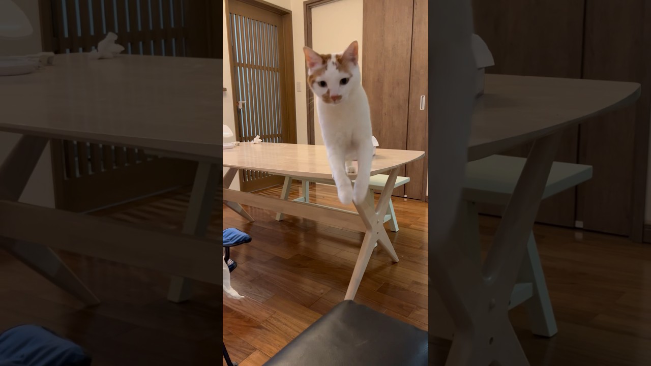 猫「行くよ」 #cat #保護猫 #日本猫