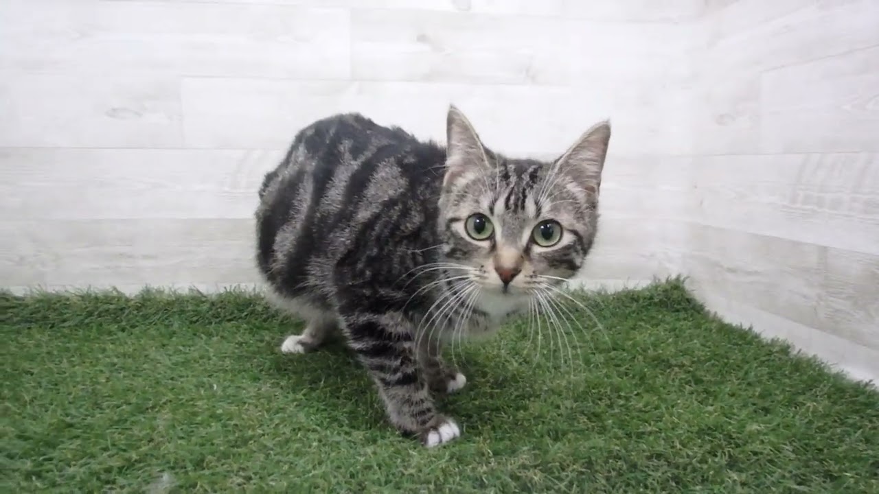 Coo&RIKU　No.00710620 アメリカンカール