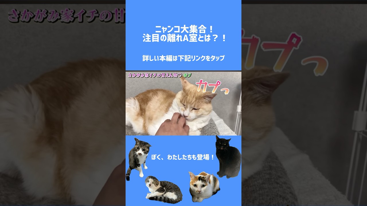 ニャンコ大集合！#さかがみ家 #保護犬 #保護猫 #cat #dog #坂上忍 #猫のいる暮らし
