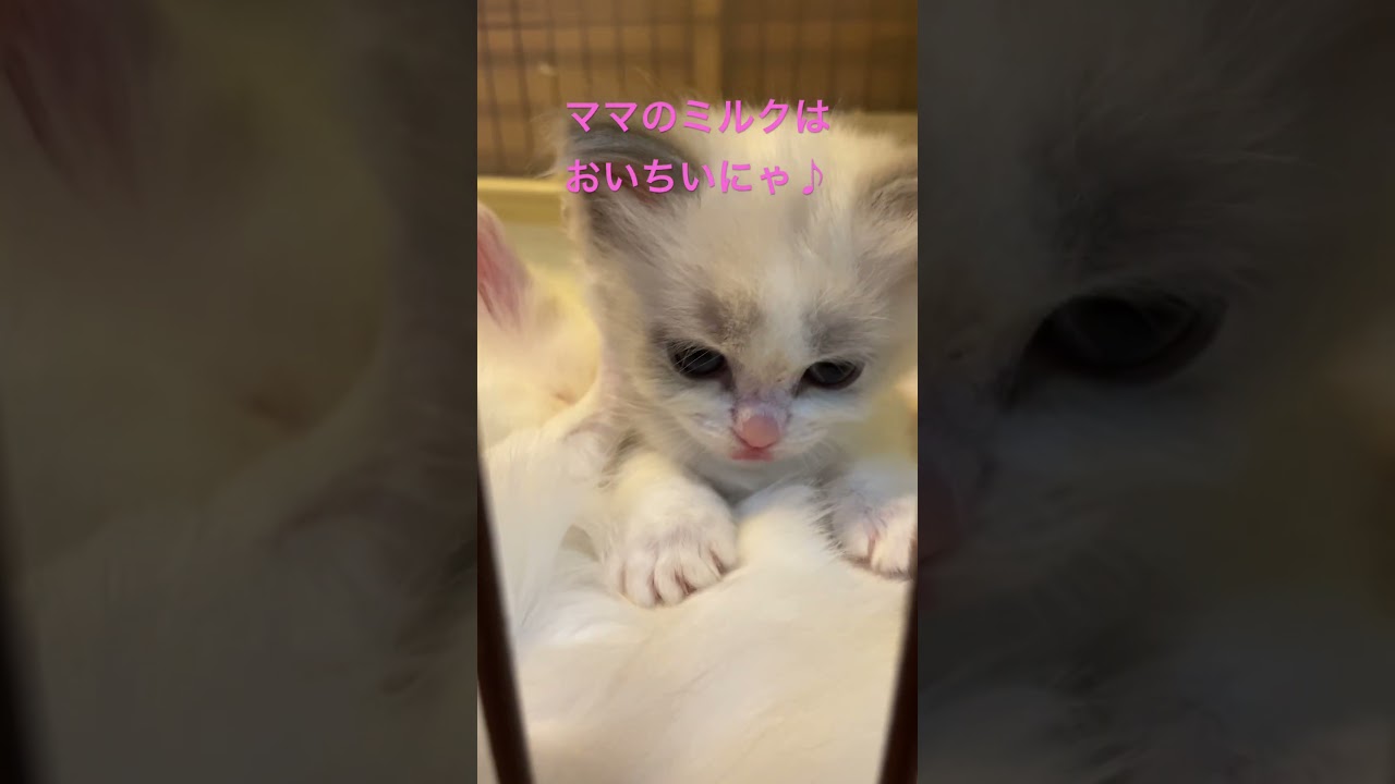 2025.2.5生まれのラグドール #たまねこ #kitten #ラグドール #子猫