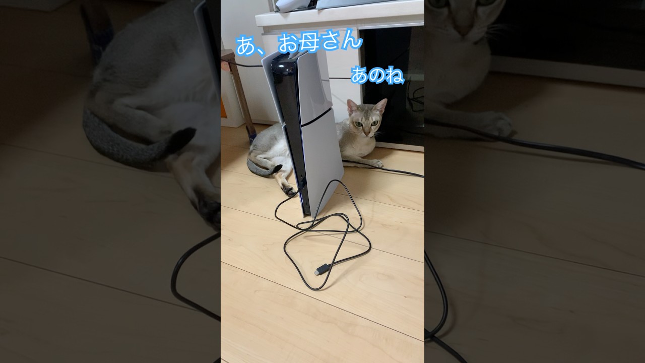 あったかい場所　#シンガプーラ  #猫のいる暮らし