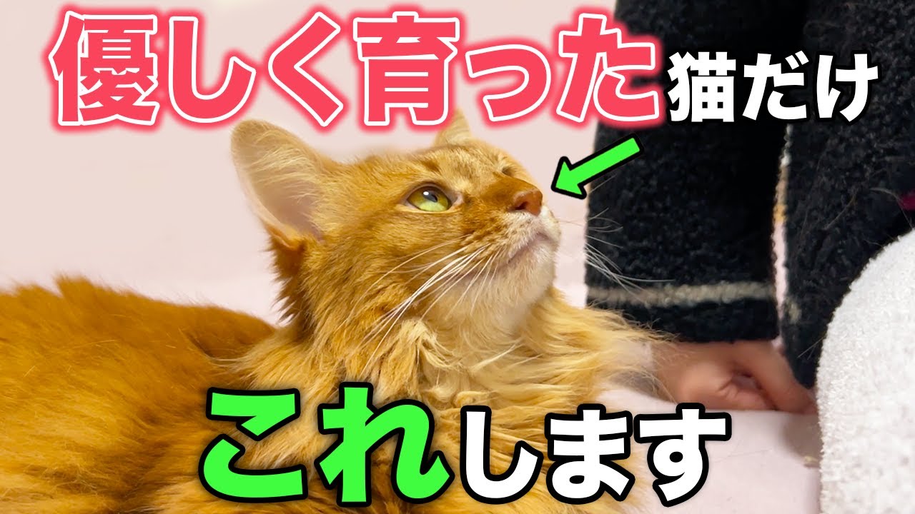 【完全版】優しく育った猫だけが見せる行動11選