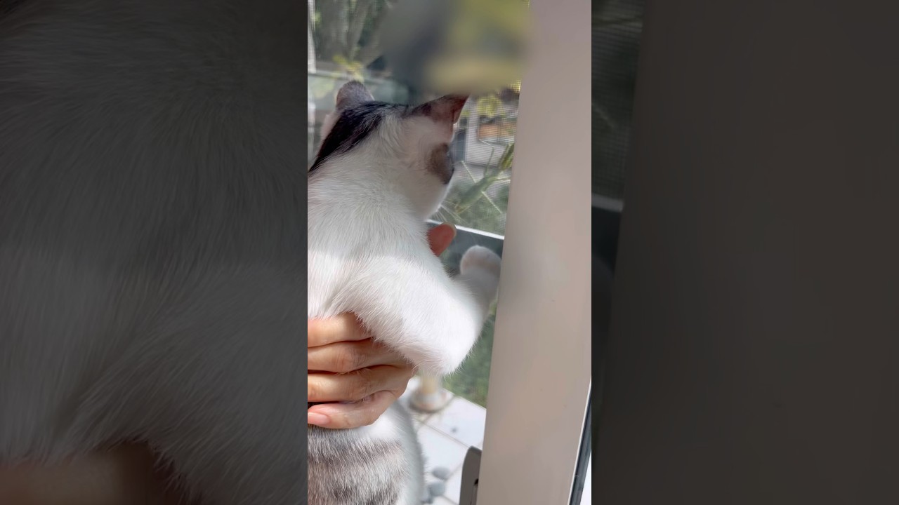 カマキリを捕まえようとして転落した子猫#子猫 #保護猫 #捨て猫