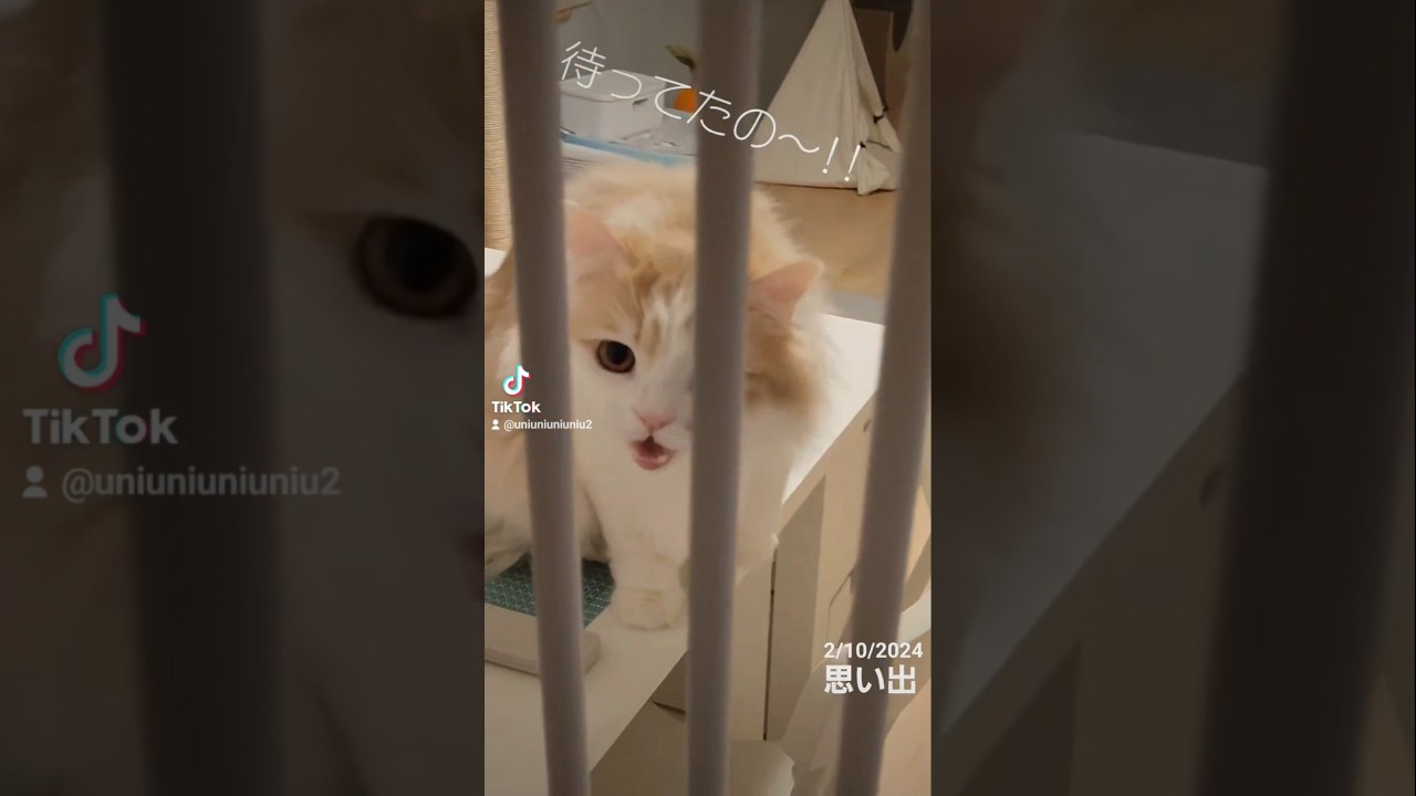 今日のおかえり🐱   #ラガマフィン #猫のいる暮らし #思い出