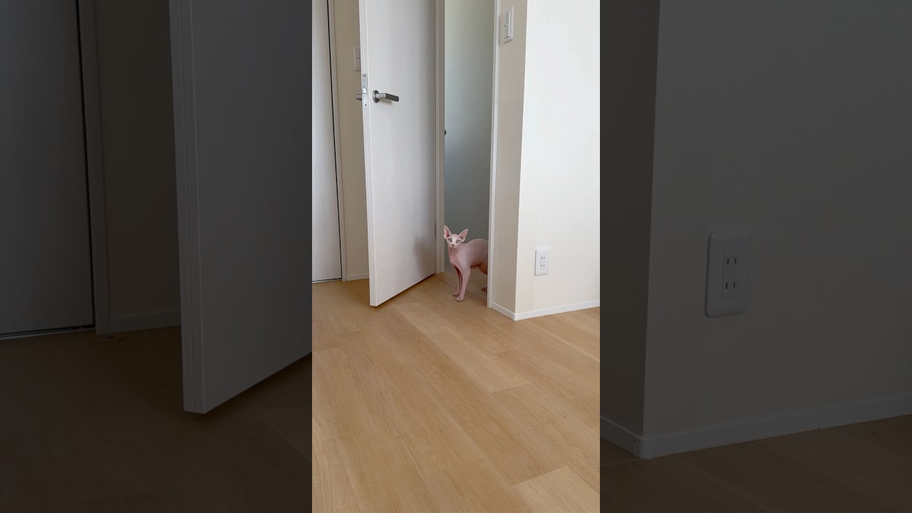 独特な鳴き声の毛のない猫【スフィンクス】
