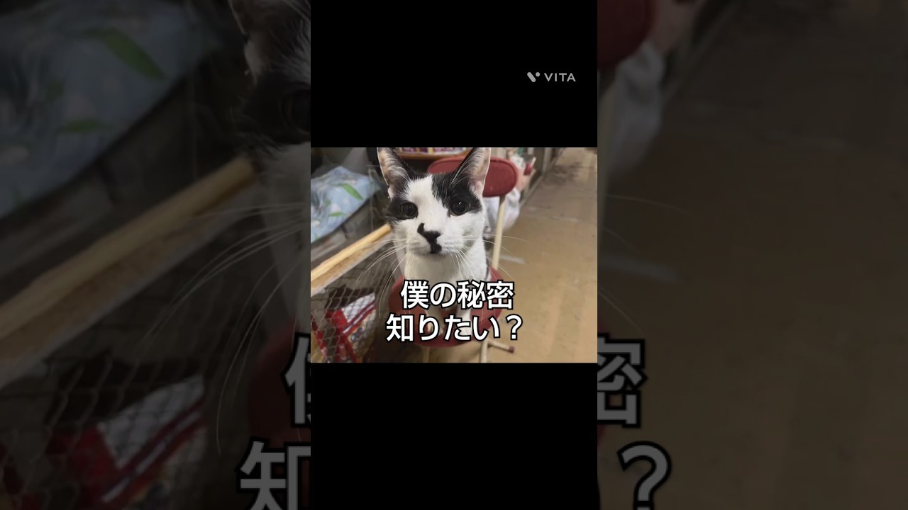 パン坊　#cat#猫のいる暮らし #保護猫#ほごねこ #チャンネル登録よろしくお願いします #猫動画#ジャパニーズボブテール#猫#癒し