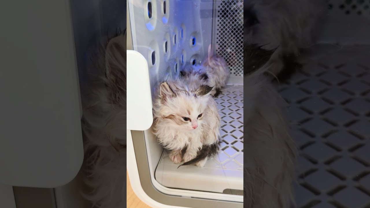 初めてのドライヤールーム🐱#猫 #ラグドール