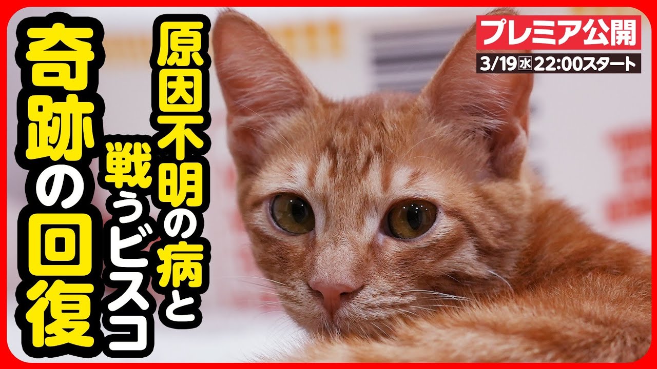 【子猫 保護】原因不明の病を抱えた子猫...奇跡の回復へ