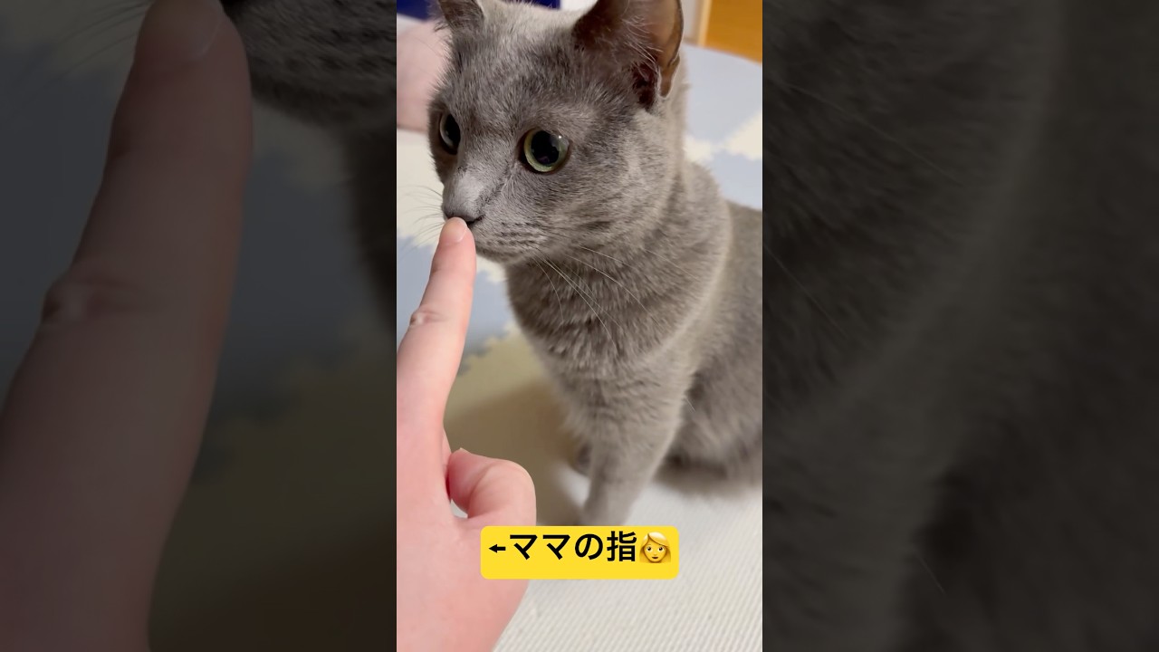 【猫ロシアンブルー】そらちゃん❤️鼻ポチ♡チャレンジ‼️#shorts