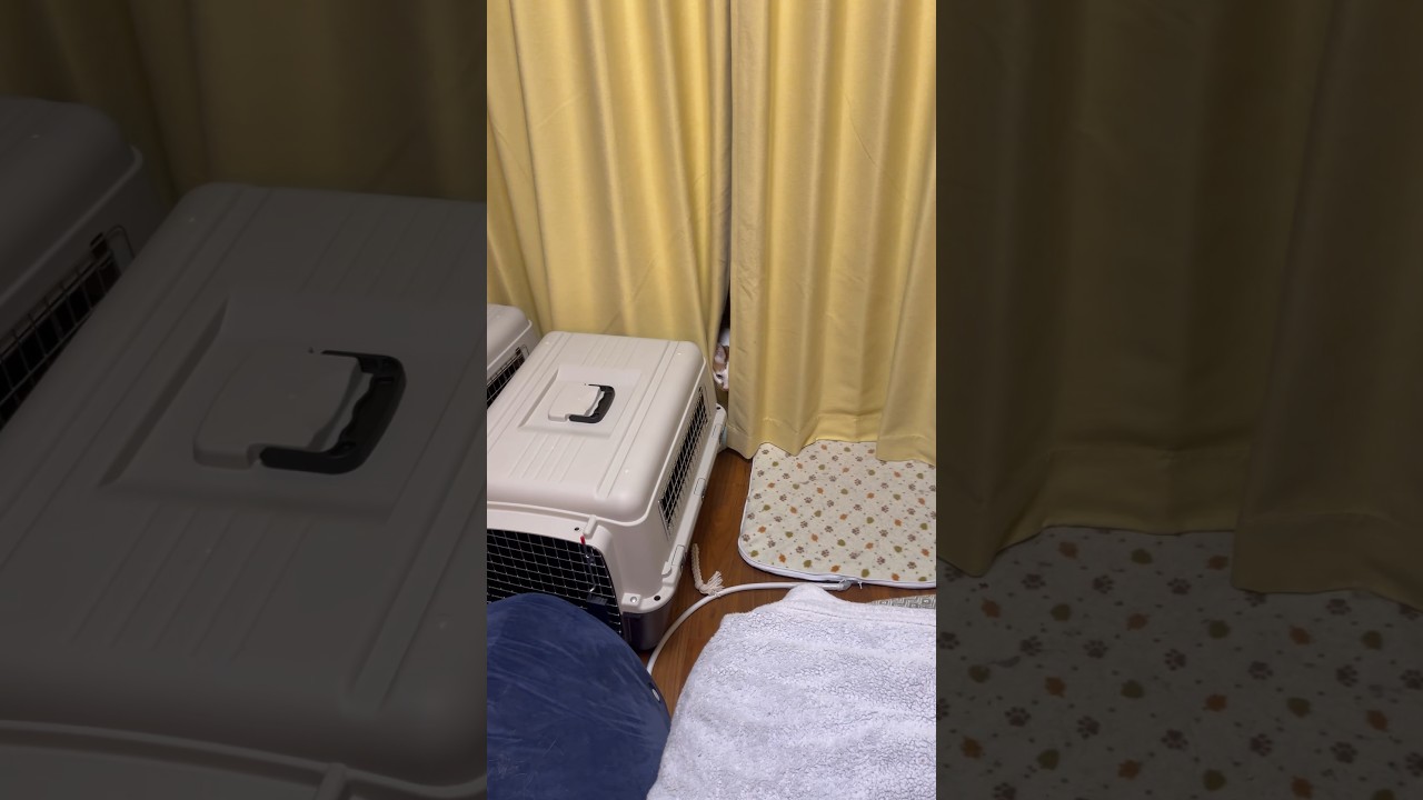 人見知りな猫（前編） #cat #日本猫 #保護猫