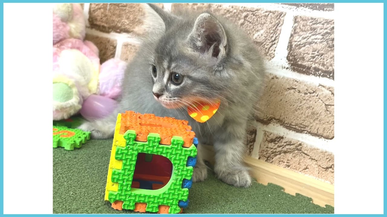 711990 ノルウェージャン・フォレストキャット