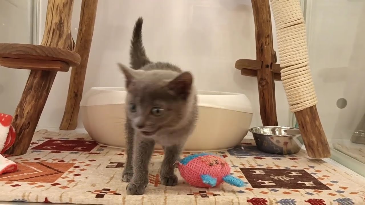 ロシアンブルー　女の子 2024/12/21生まれ