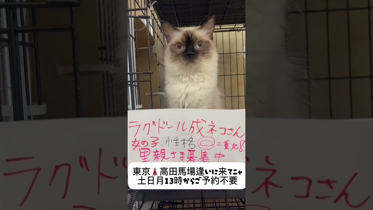 #ラグドール #成猫　さん　#里親募集中猫