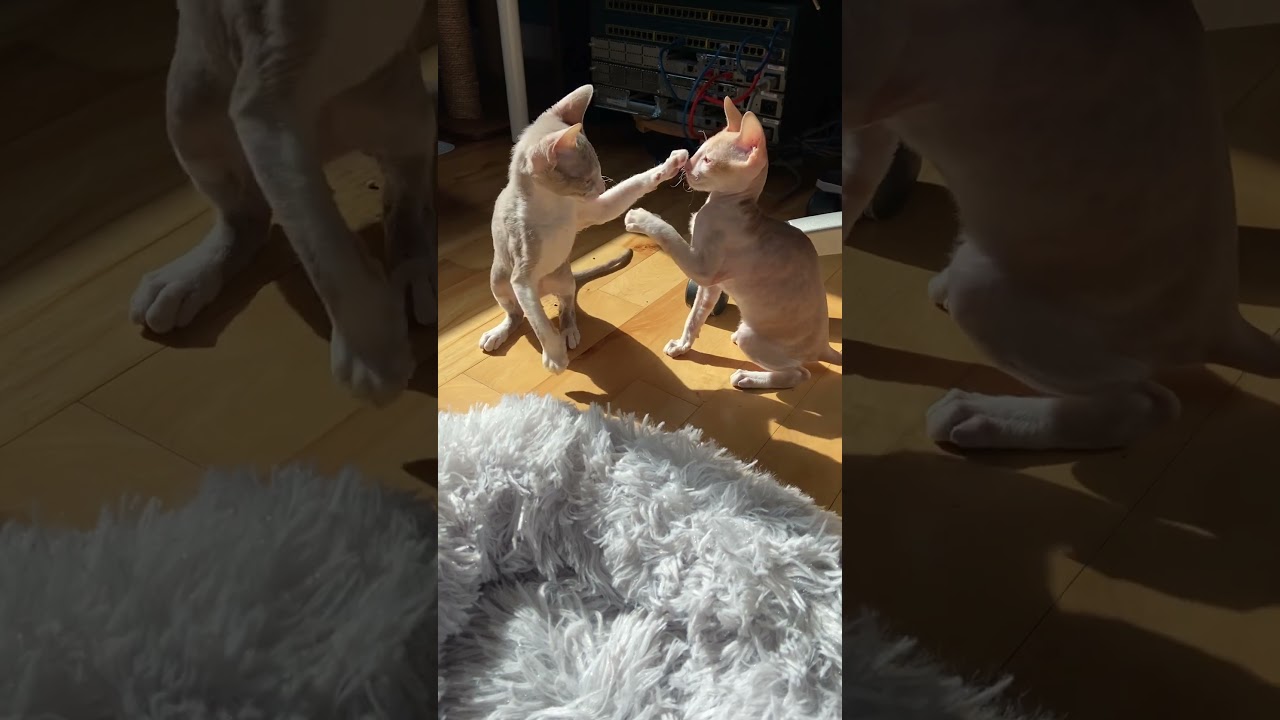Two Cute Baby Cornish Rex Cats Having a Blast!