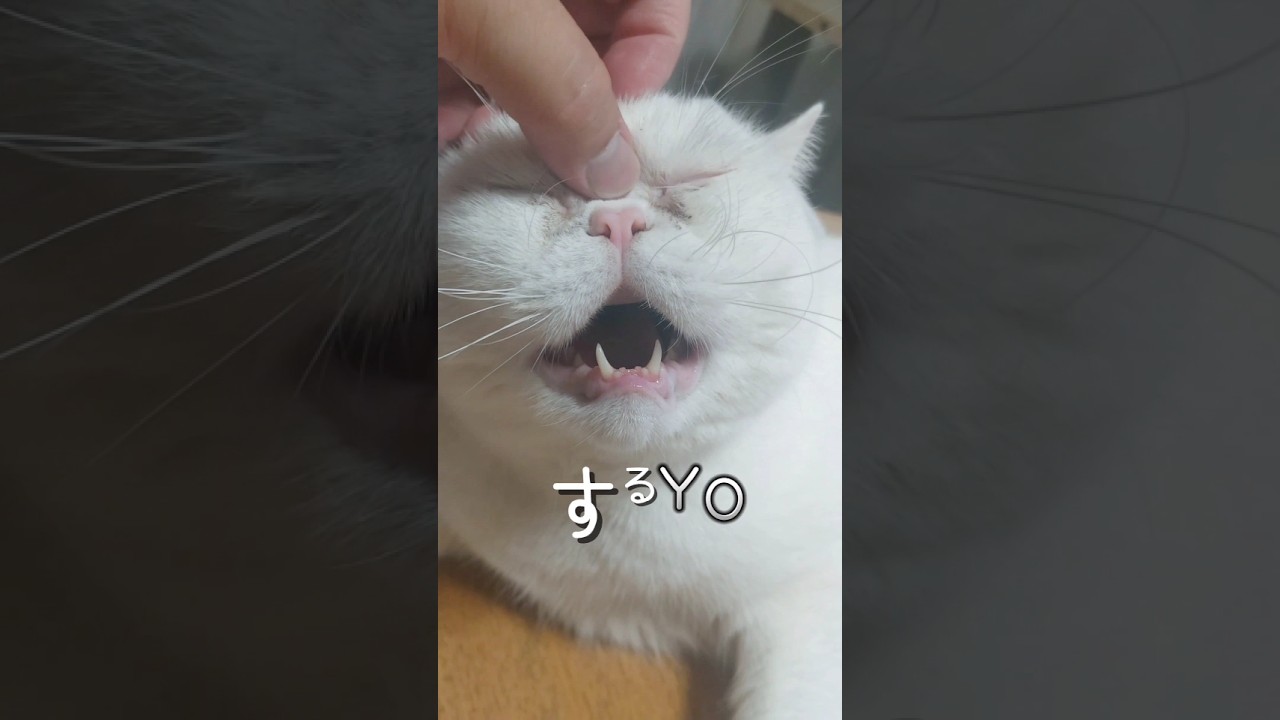 私の推しさま#猫動画 #白猫 #マンチカン