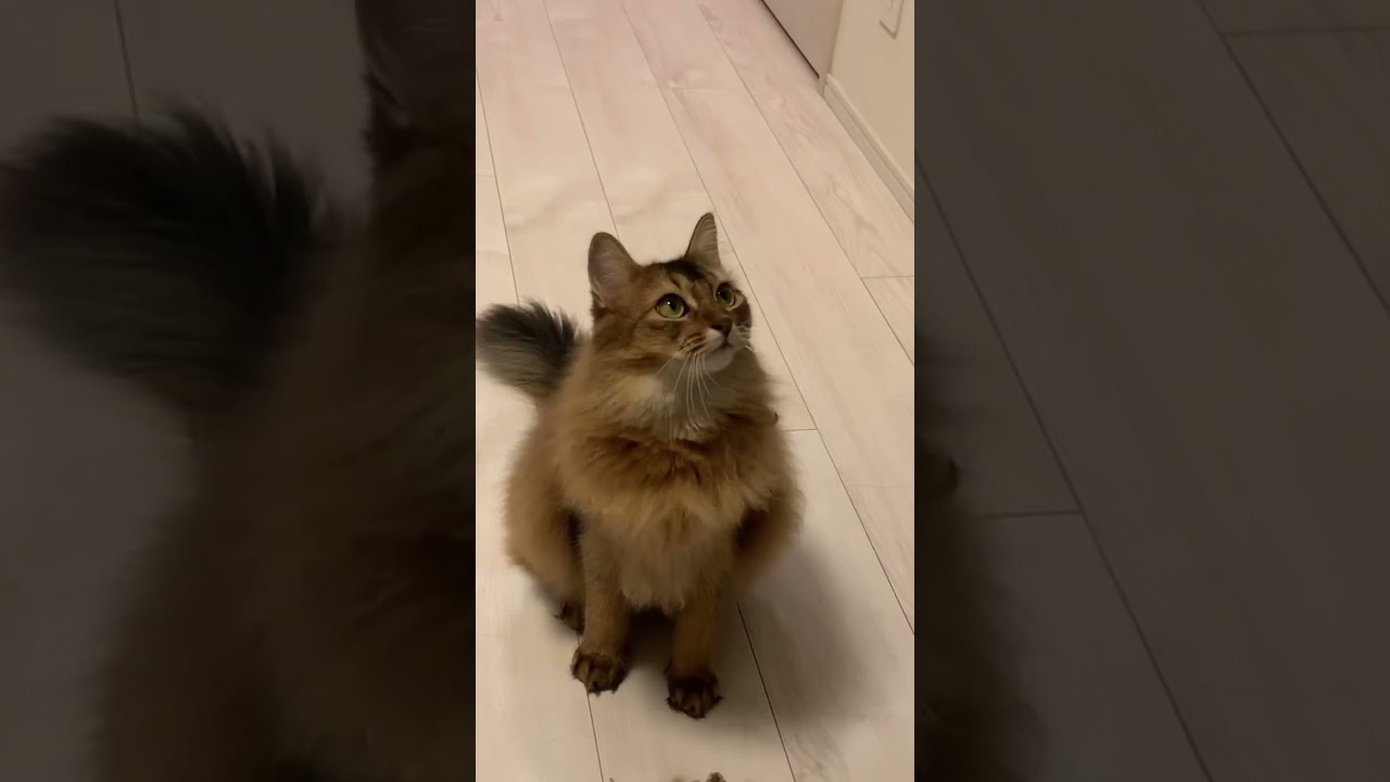 もふもふ猫が鳥さんを狙っています #ソマリ #いやしねこ #甘えん坊の猫