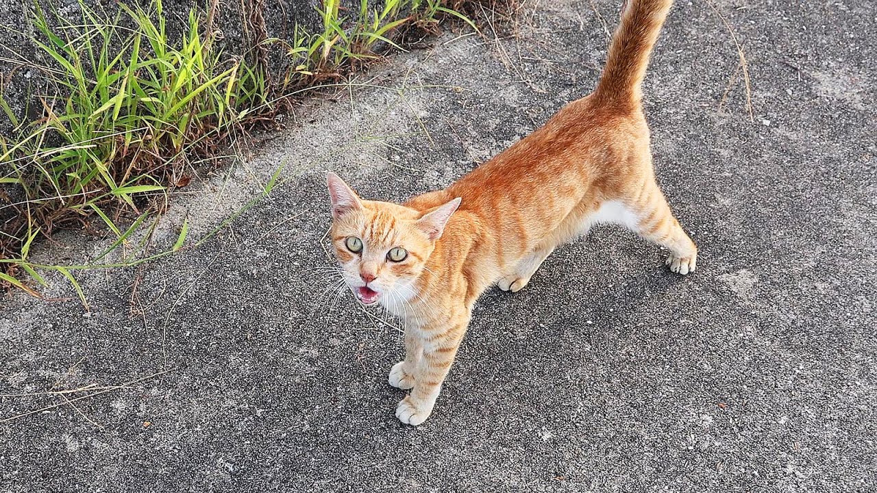 必死に生きる日本の猫たちにご飯をあげると・・・ 神のご加護を！さくらねこと野良猫へのエサやり