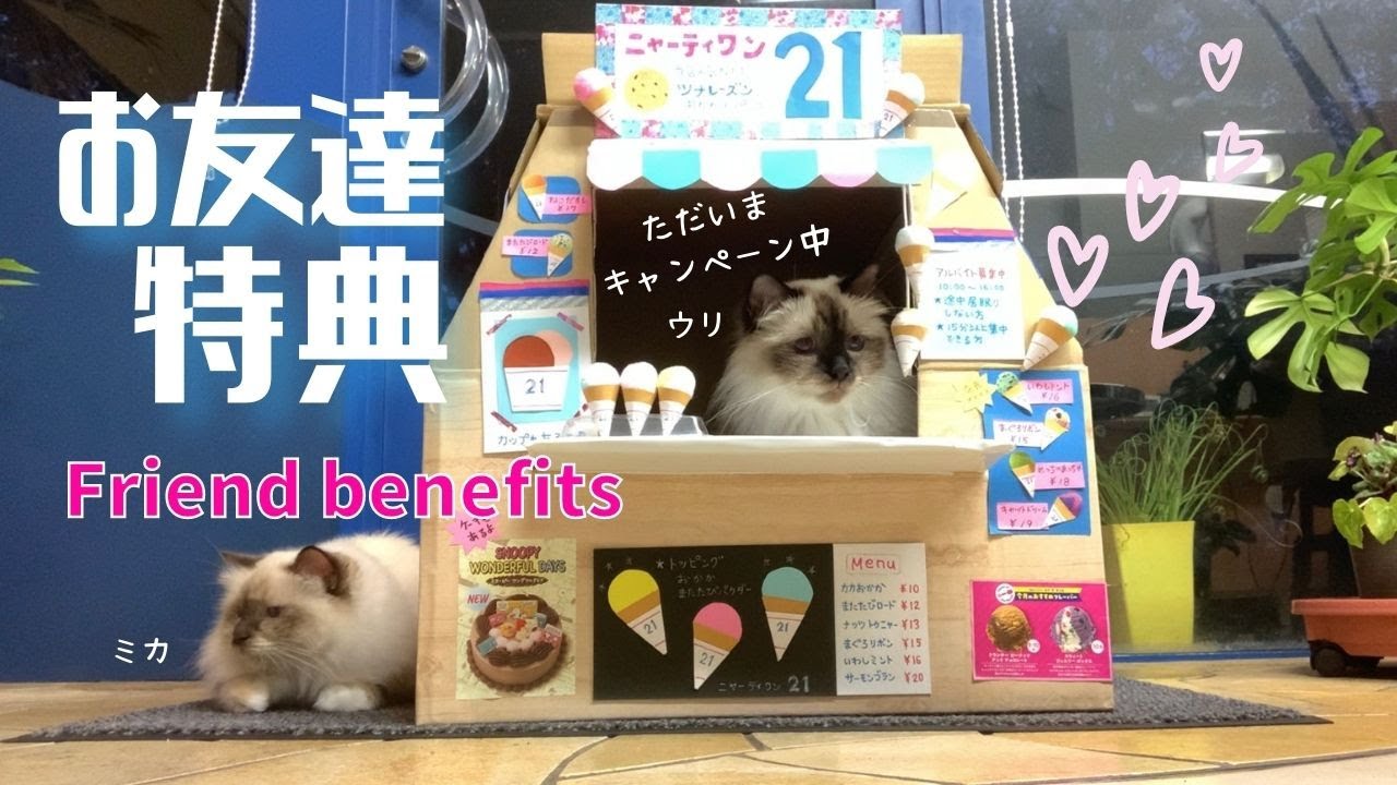 バーマン猫のアイスクリームショップ【お友達特典】Friend benefits（バーマン猫）Birman/Cat