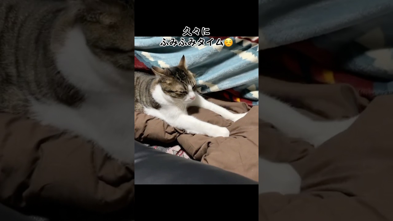 甘えん坊猫のふみふみタイム #shorts #猫 #ねこ #cat #スコティッシュフォールド #ふみふみ