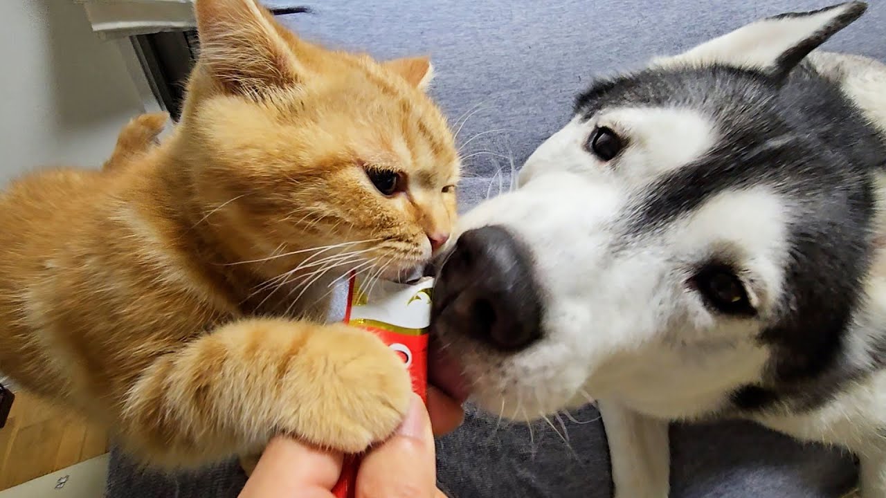 人生初チュールで昇天した子猫とハスキー犬がこちらです