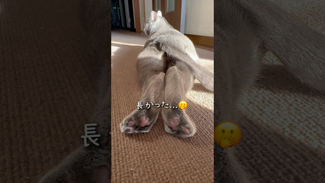【ロシアンブルー】めろん可愛いポーズで⁇お見送り🤭【猫】#shorts
