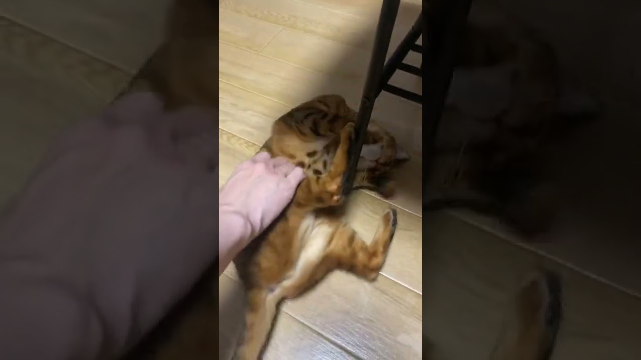 お腹もふもふが大好きなベンガル猫 #shorts