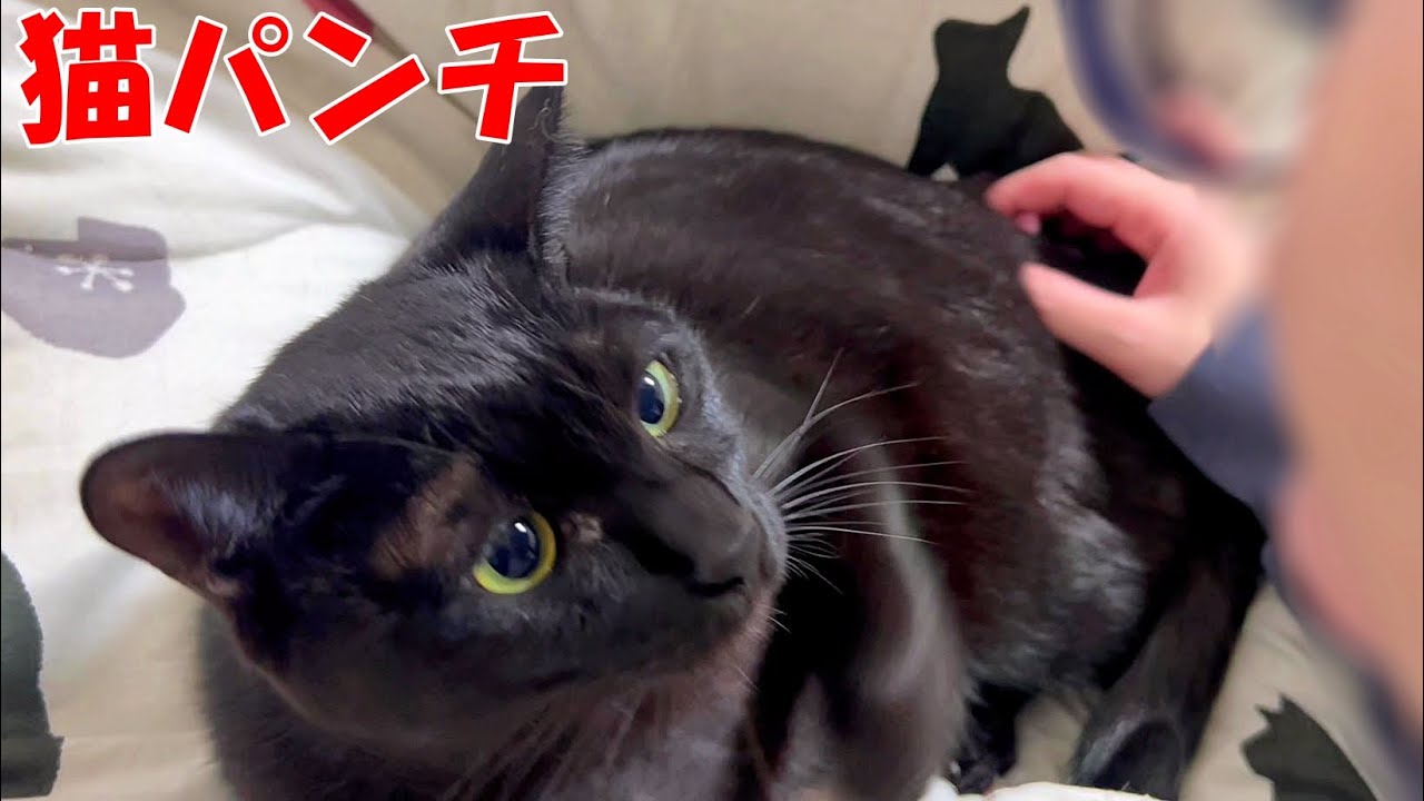 急にママにビンタ！？猫パンチをする黒猫
