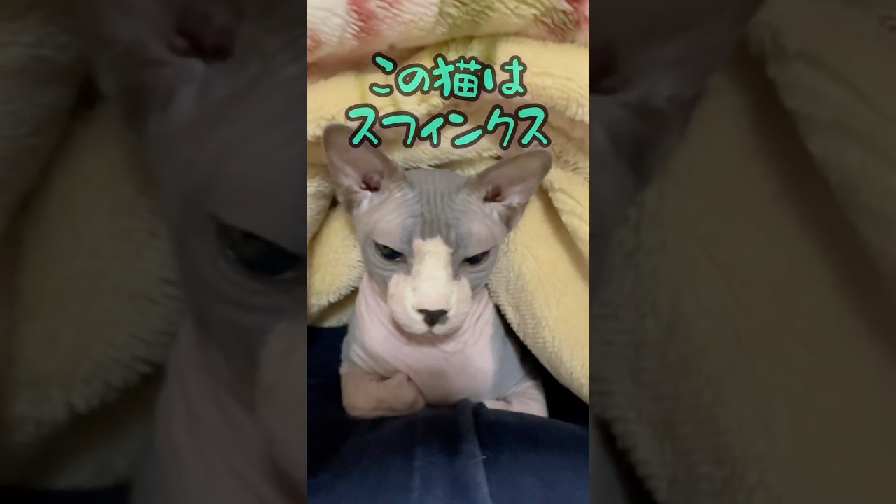 あなたはスフィンクスと言う猫を知っていますか？#shorts #cat #子ネコ #猫のいる暮らし #sphynx