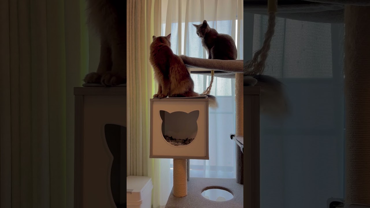 赤ちゃんの声になんだ！？と振り向く猫 #ソマリ #ロシアンブルー #ねこのいる暮らし