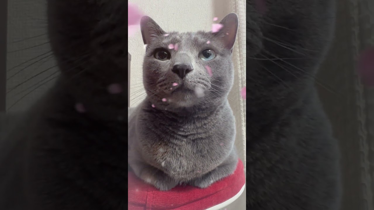 【ロシアンブルー】まったりめろんのアップ多めで😊【猫】#shorts