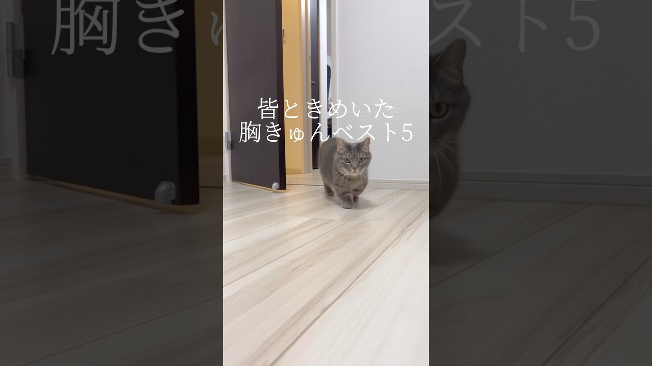 皆ときめいた胸きゅんベスト5 #shorts #猫 #マンチカン