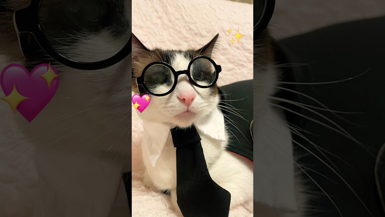 ビジュが微妙と言われたら猫がその気になって？ #猫がいる暮らし #shorts