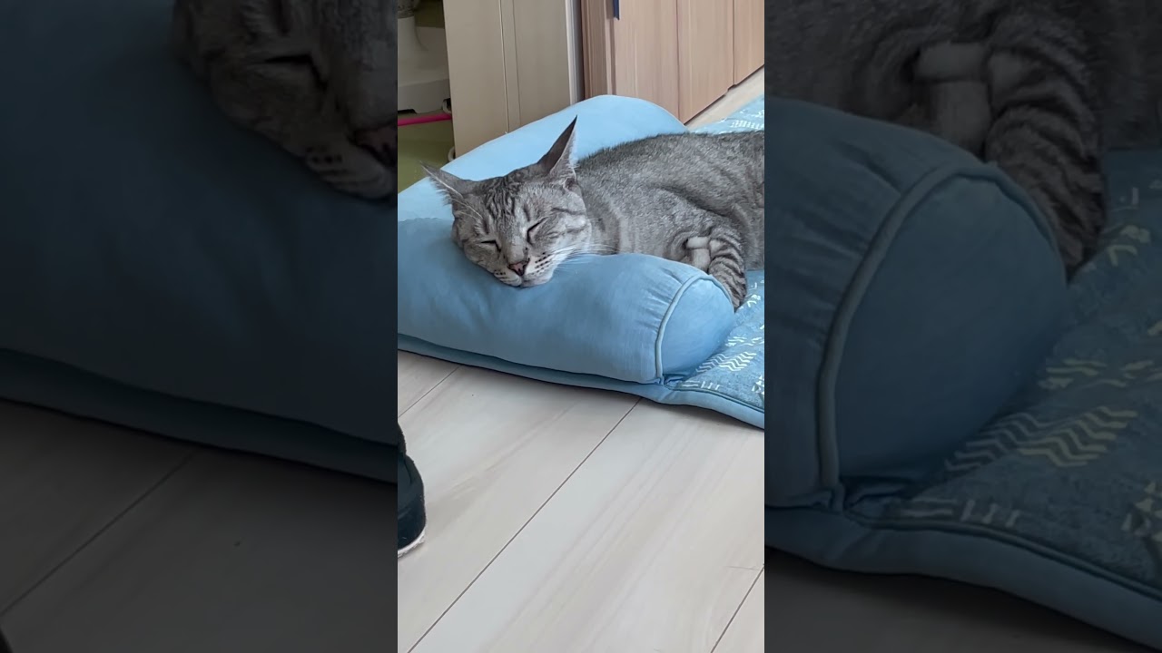 気持ち良さそうに寝てる猫 #ねこ #日本猫 #cat