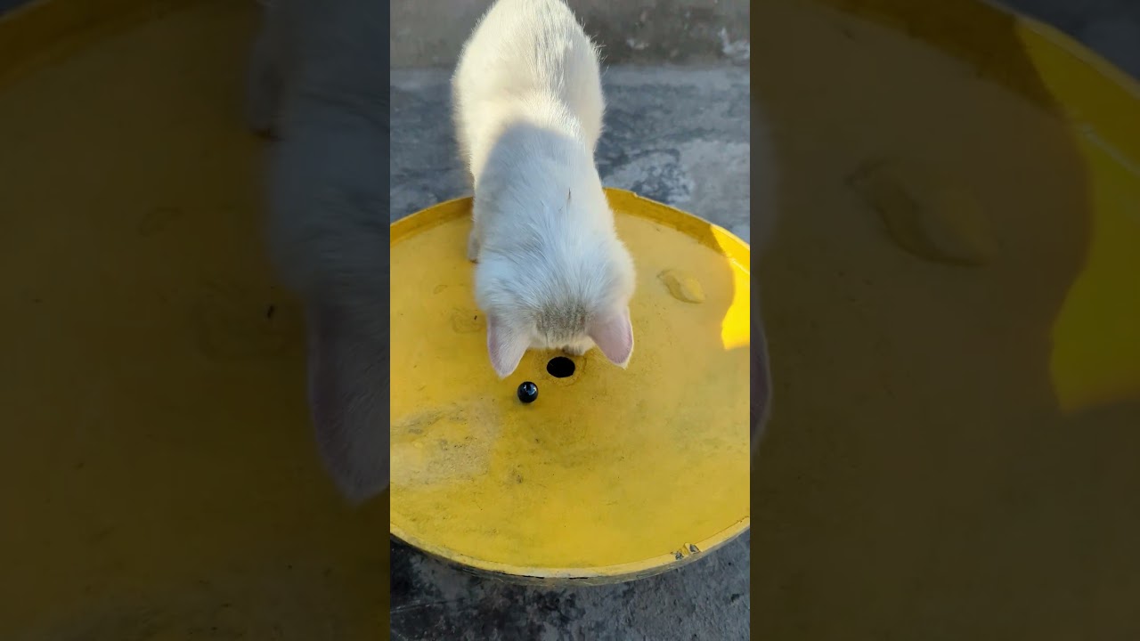 子猫たちがおもちゃとバントンで遊んでいる可愛い瞬間 🐱🎾🐾 #子猫 #おもちゃ #バントン #かわいい #ペット #猫 #猫好き #癒し #猫のおもちゃ #子猫の遊び 🐾🐱🎉