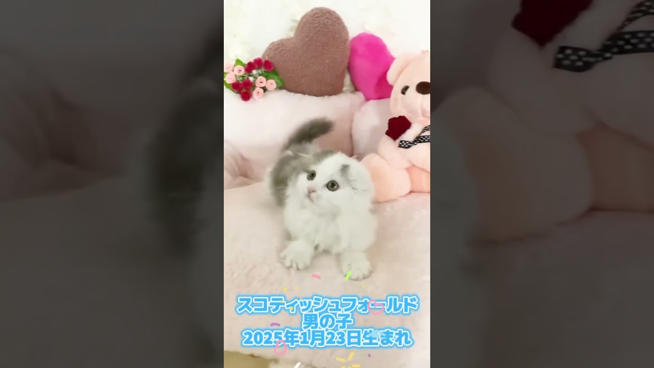 スコティッシュフォールド(折れ耳)男の子✨