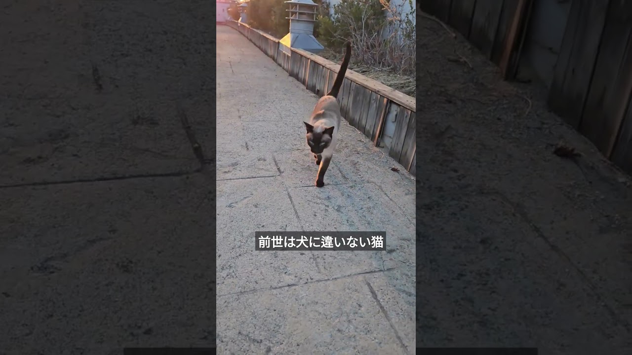 夕日をバックにダッシュする猫がこちら。 #シャム猫ひおろ #cat